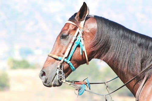 Free stock photo of halter, horse, horseracing