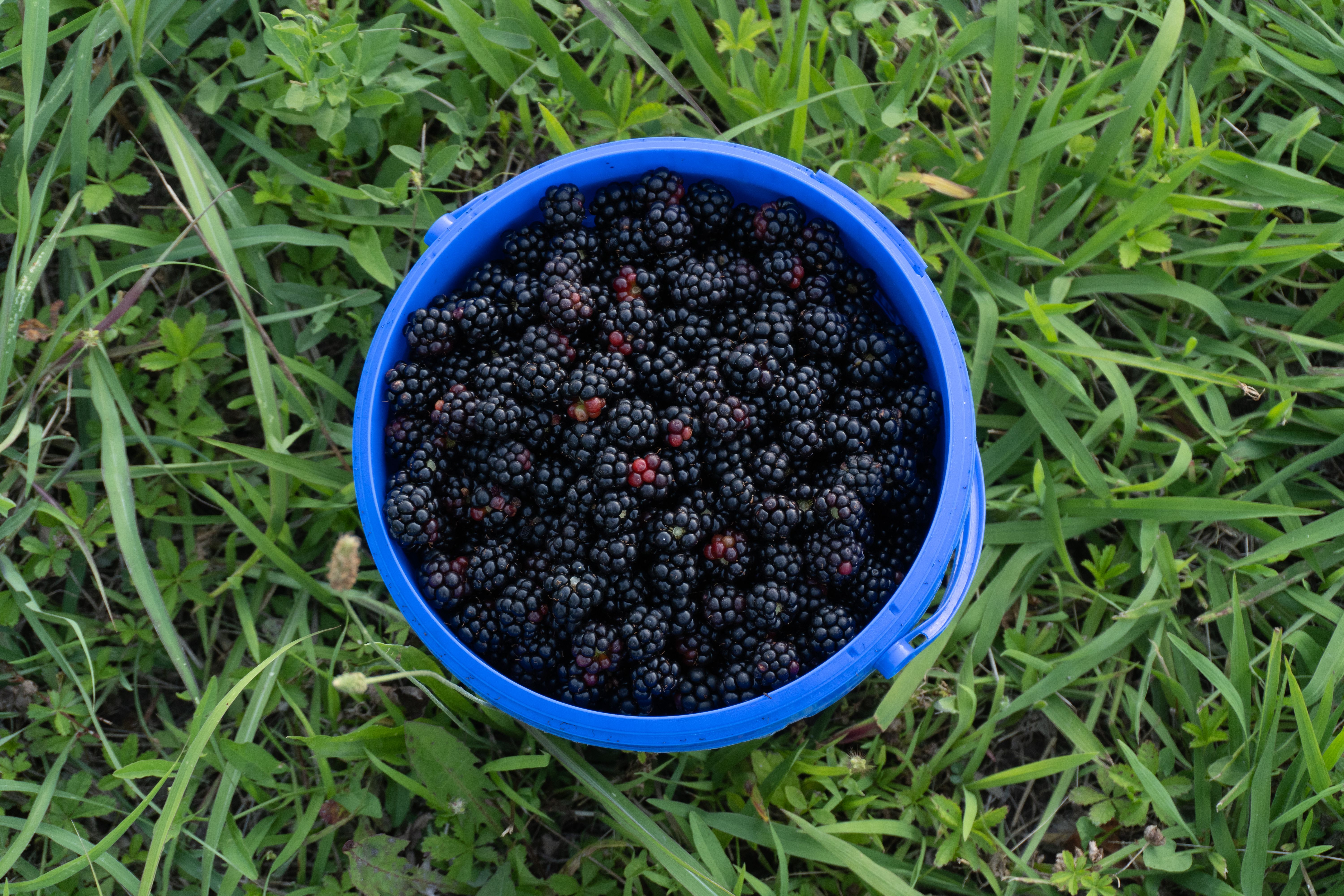 A vibrant blue bucket full of ripe blackberries surrounded by lush green grass in Oghuz, Azerbaijan.