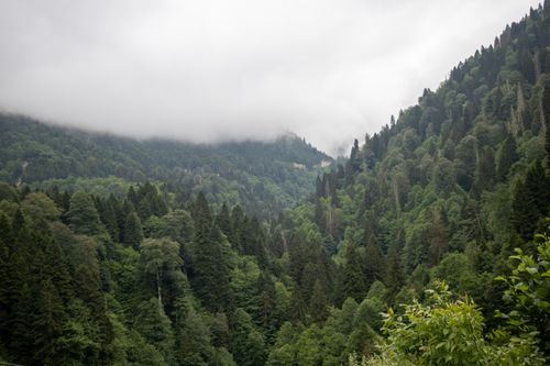 Free A serene view of misty, forested mountains in Rize, Turkey. Stock Photo