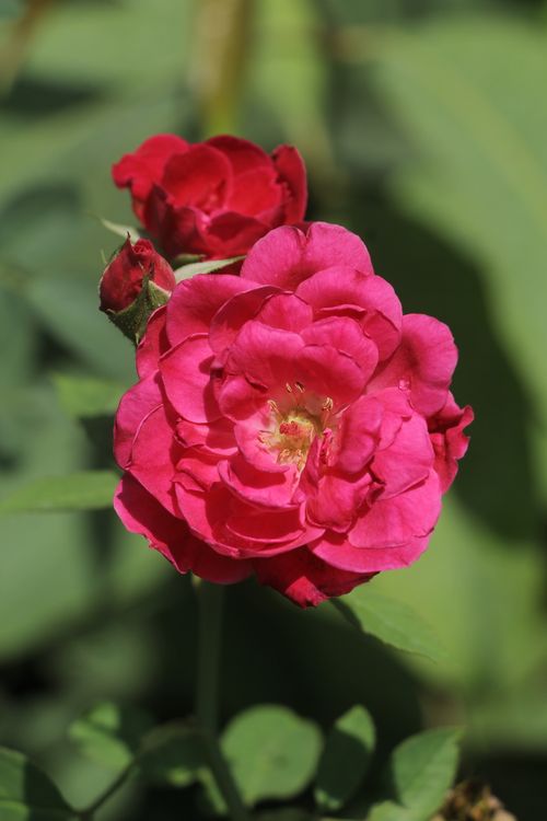Free A vivid close-up shot of blooming pink roses in sunlight, showcasing their natural beauty. Stock Photo