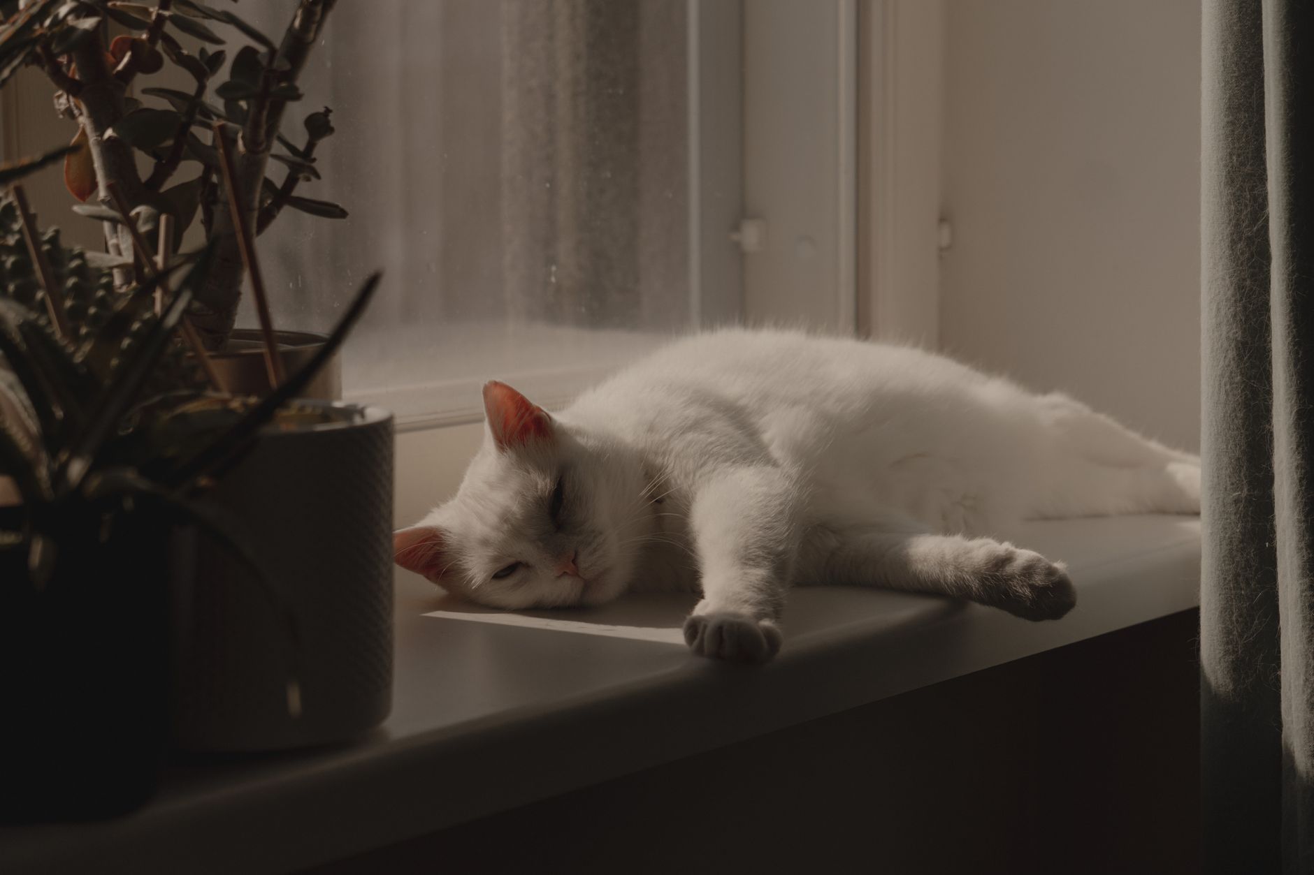 新しい家で過ごす猫