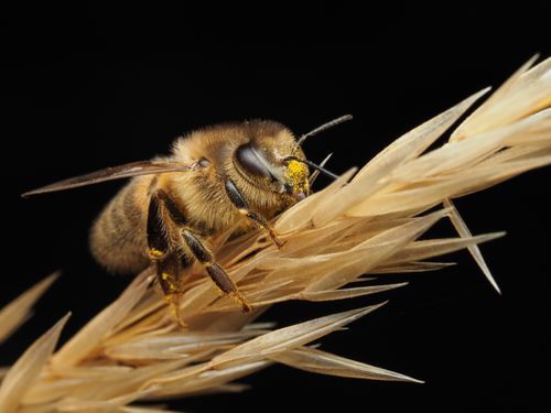 Free Detailed image of a honey bee collecting pollen on wheat against a dark background. Stock Photo