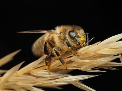 Free Macro shot of a honeybee collecting pollen from a wheat ear against a black background. Stock Photo