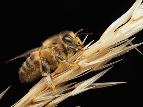 Free Close-up image of a honeybee (Apis mellifera) resting on dry grass against a dark background. Stock Photo