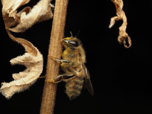 Free Detailed macro shot of a honey bee perched on a dry plant stem against a dark background. Stock Photo