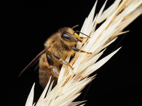 Free Detailed macro shot of a honeybee (Apis mellifera) on a wheat spikelet against a dark background. Stock Photo