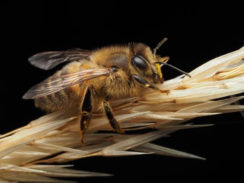 Free Detailed macro shot of a honey bee (Apis mellifera) on a wheat stalk. Stock Photo