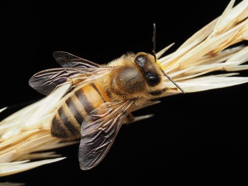 Free Macro shot of a honeybee perched on wheat, showcasing intricate details in a stunning close-up view. Stock Photo