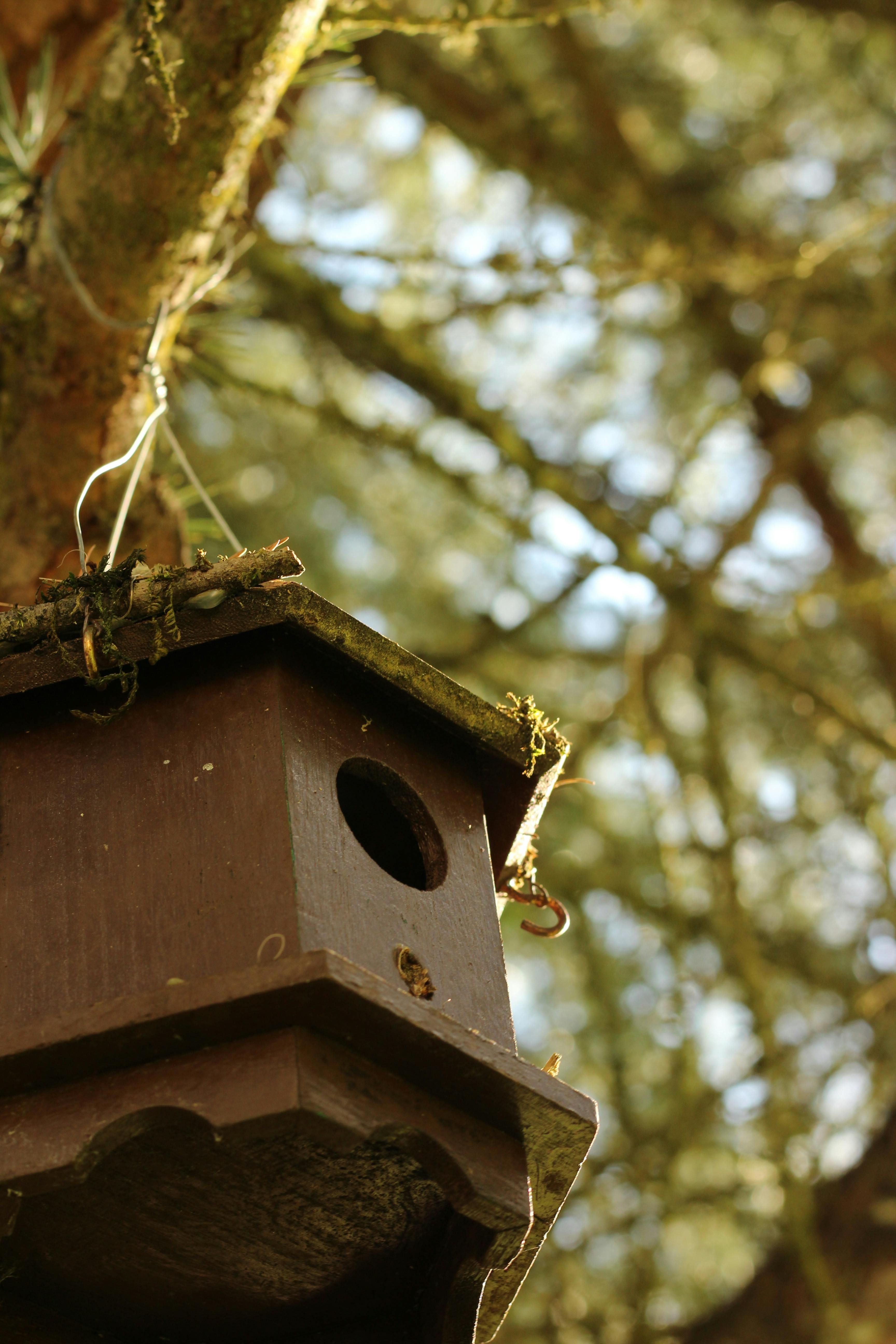 Free stock photo of bird house, tree
