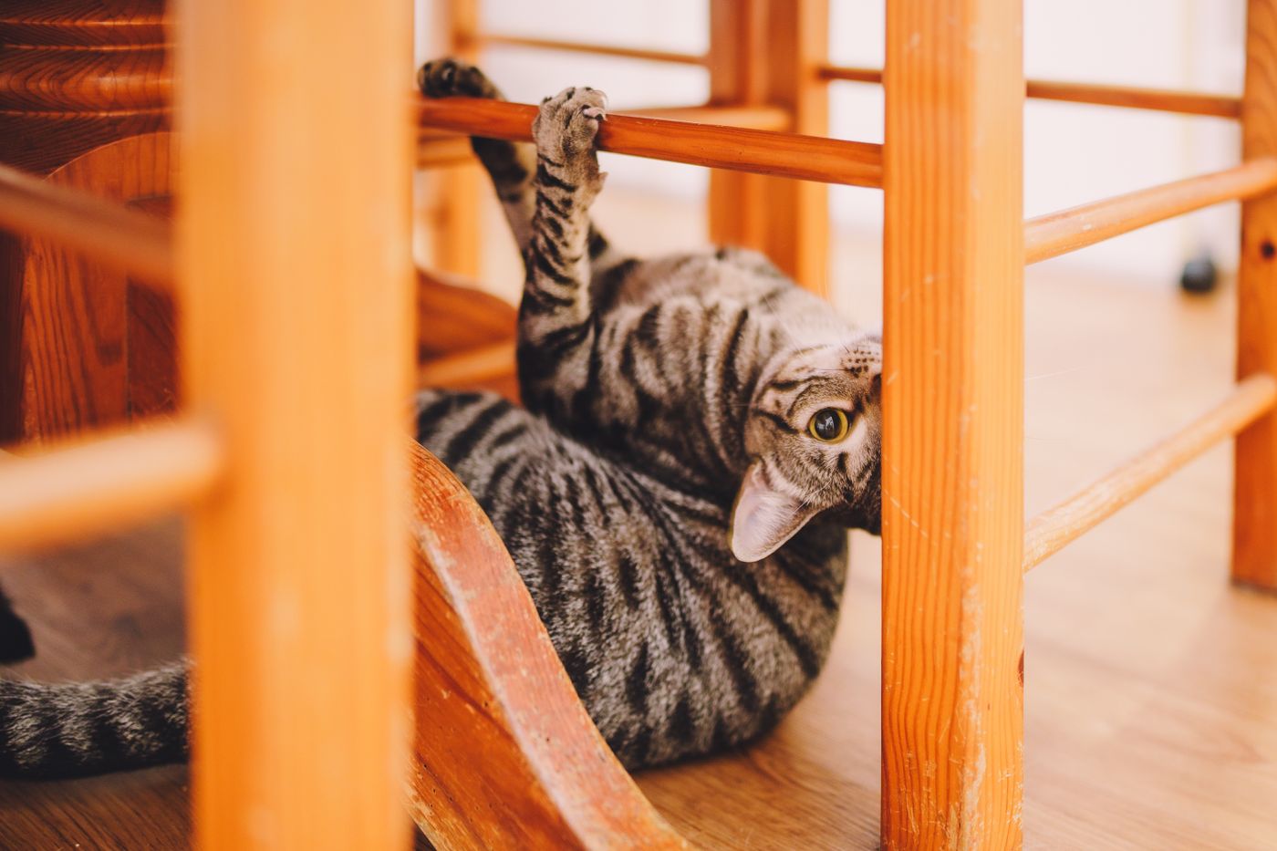 Tabby cat resting beneath a wooden chair in a calm home interior