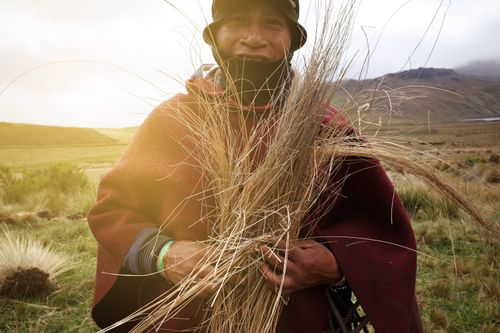 Free Portrait of an indigenous man in Ecuador holding traditional Andean grasses in a mountainous landscape. Stock Photo