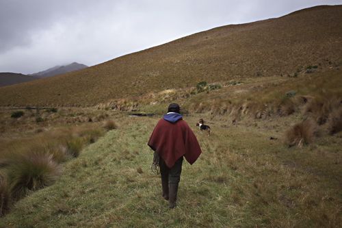 Free A shepherd and dog walking through the Andean mountains in Ecuador under a cloudy sky. Stock Photo