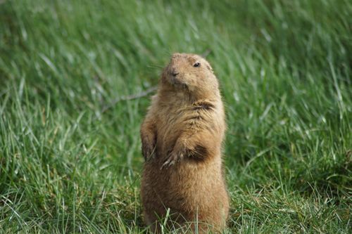 Free Adorable black-tailed prairie dog standing alert in a green grassy field. Stock Photo