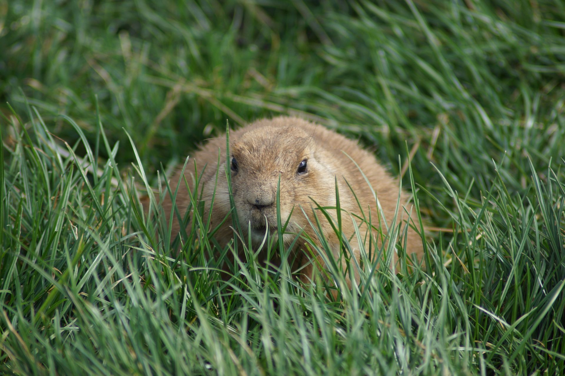 Brown Rodent On Green Grass