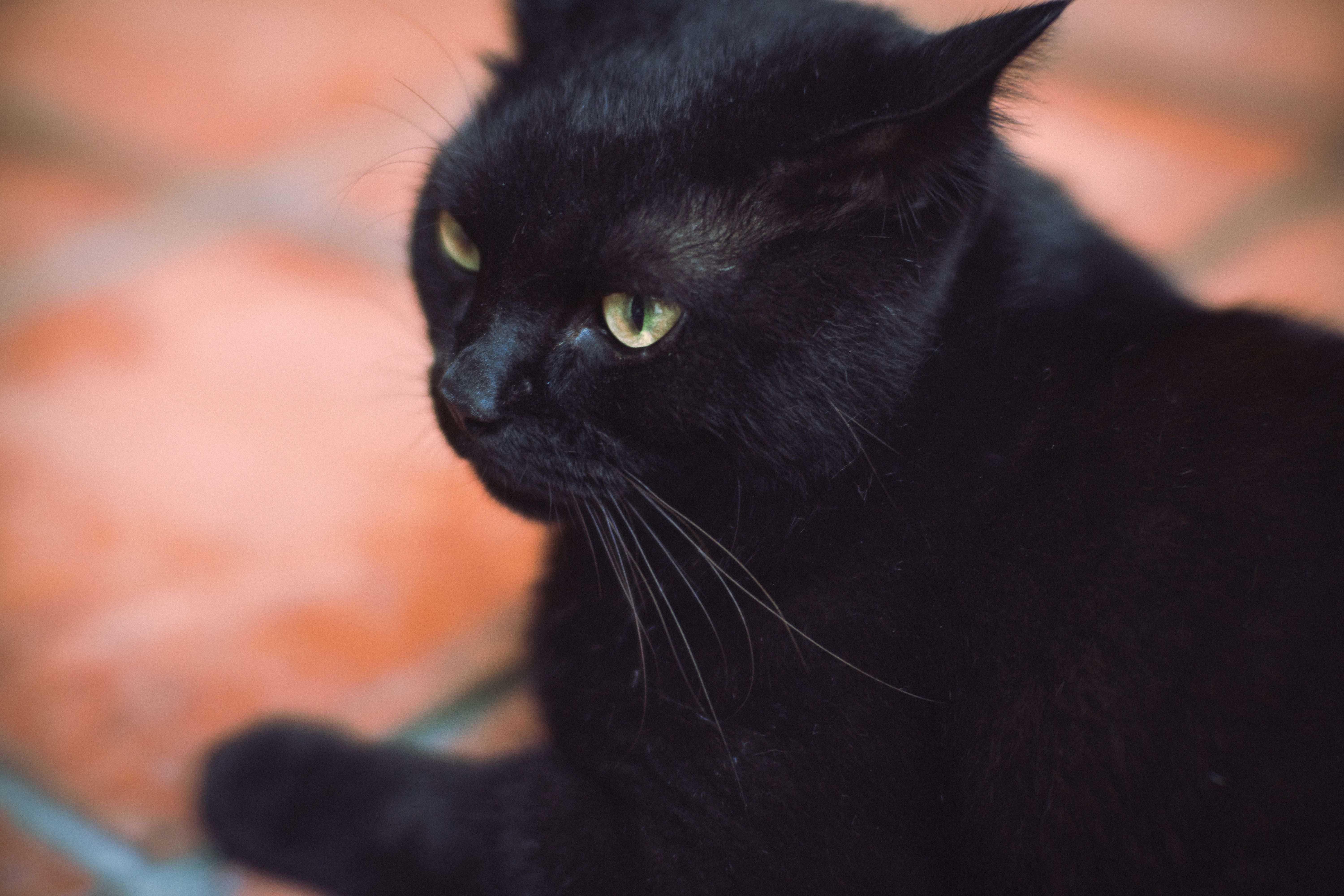 Portrait of a cat at a veterinary clinic