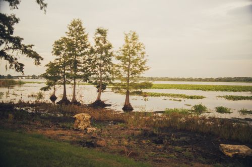 Free Peaceful wetland scene featuring cypress trees and calm water under a soft overcast sky. Stock Photo