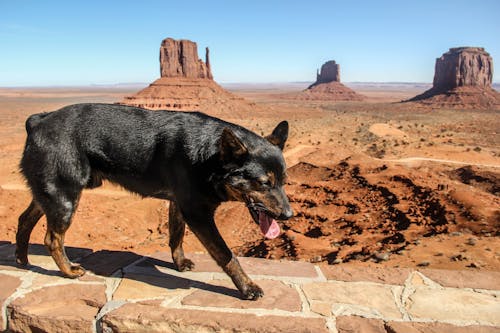 Free stock photo of arizona, bear, dog