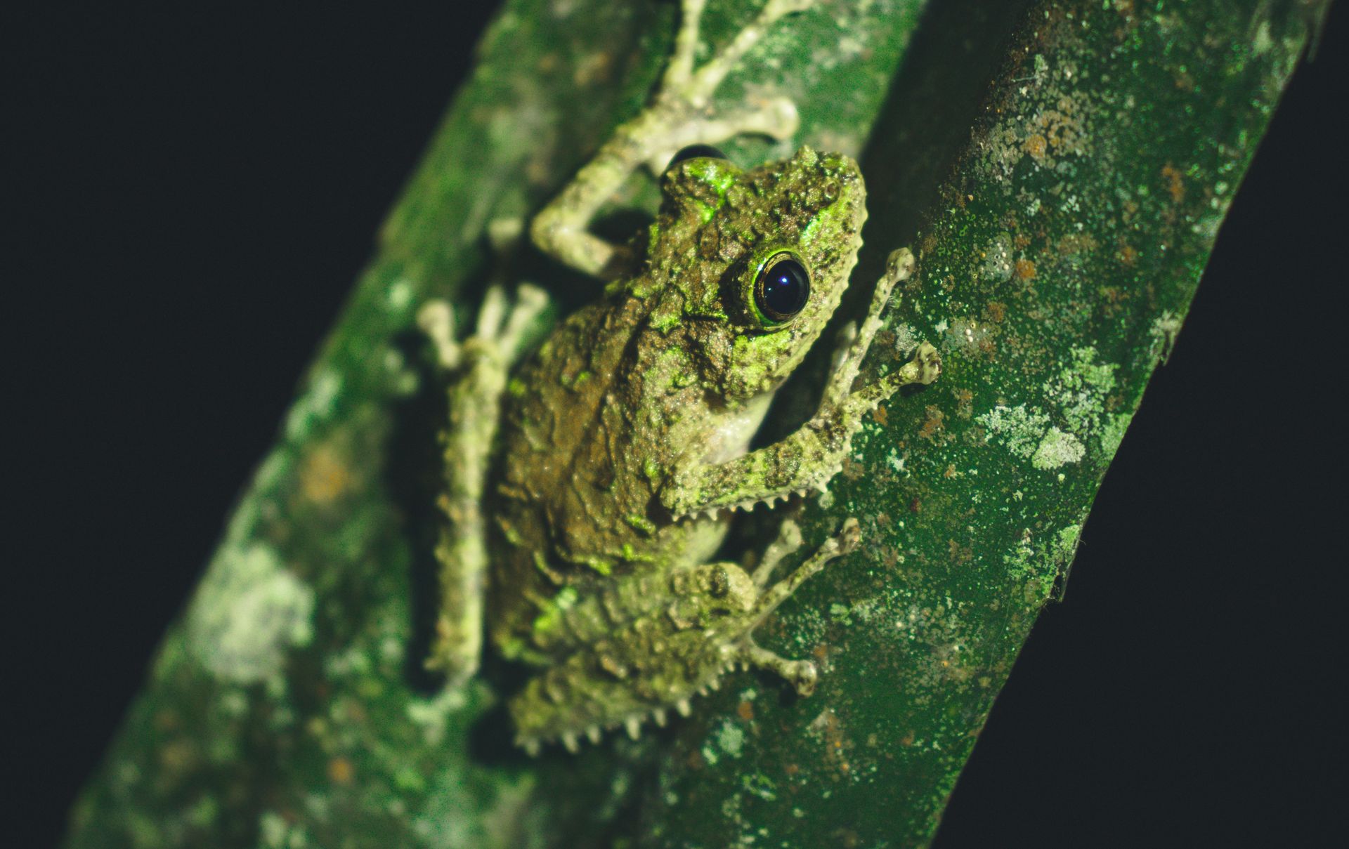 Detailed close-up of a frog showcasing natural camouflage on a leaf in Madagascar.