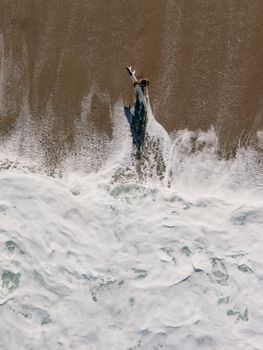 Aerial view of a surfer walking along the beach in Rio de Janeiro, capturing the essence of summer.