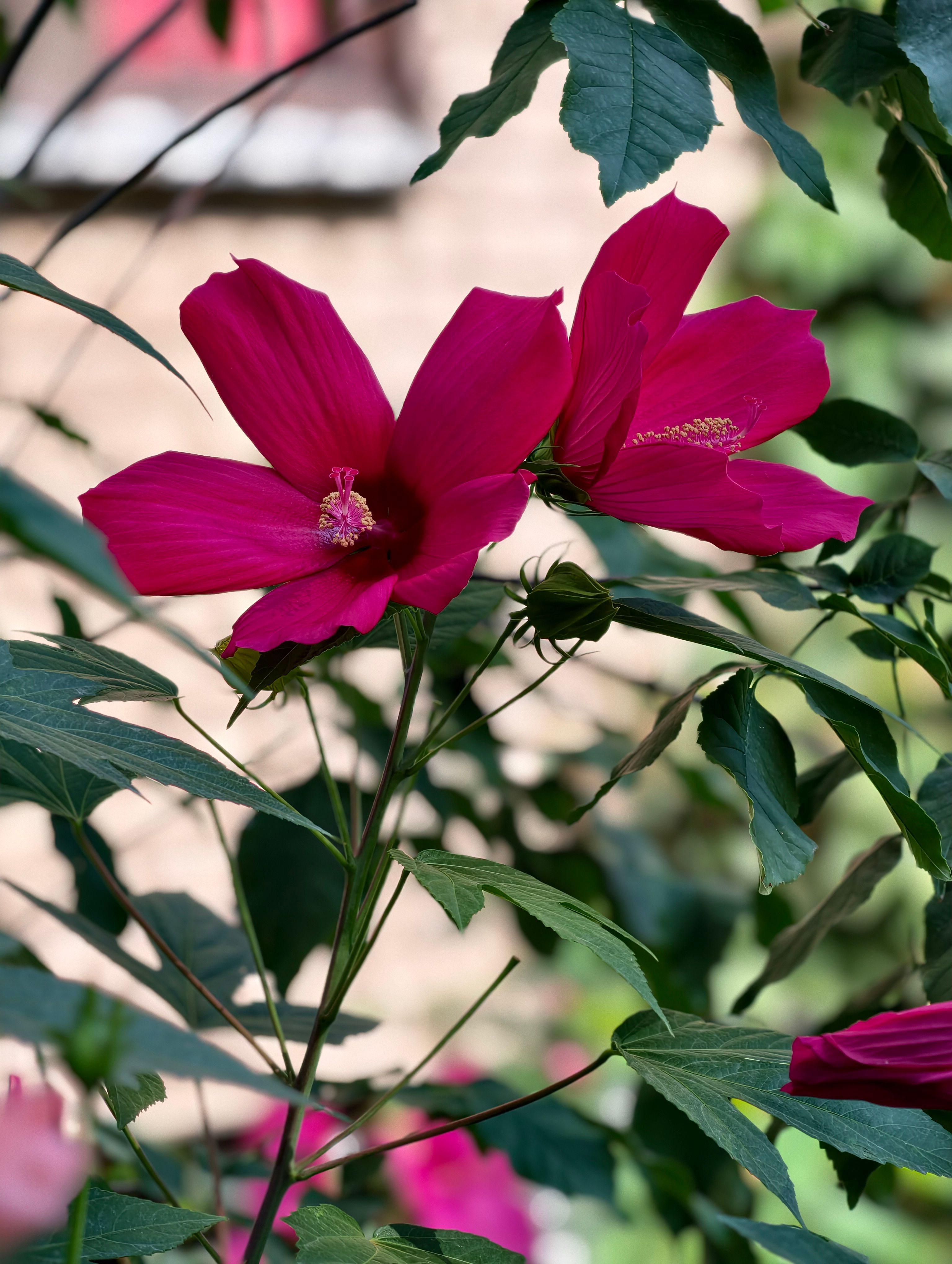 [ColoSach]-beautiful-pink-hibiscus-flowers-blooming-in-almaty-garden,-showcasing-natural-beauty-and-vibrant-colors.