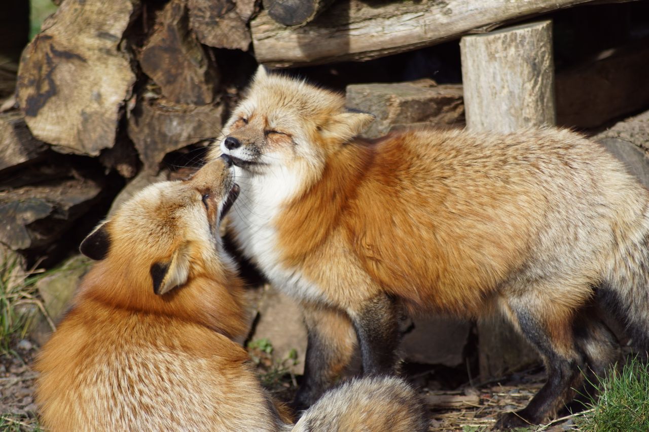 a pair of red foxes playfully interacting in a forest setting showcasi