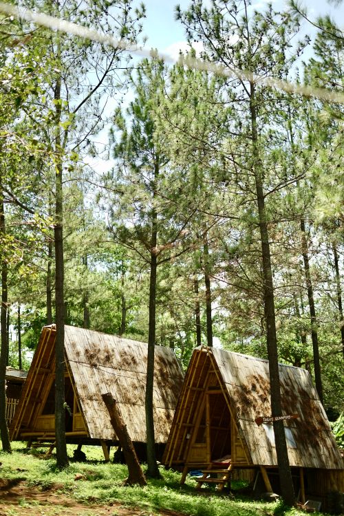 Free Two A-frame bamboo huts nestled in a pine forest in Pasuruan, East Java, Indonesia. Stock Photo