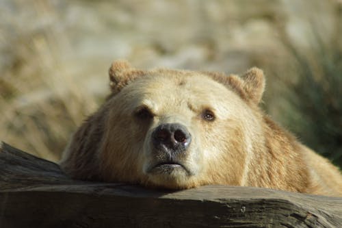 Fotos de stock gratuitas de animal, animal salvaje, depredador