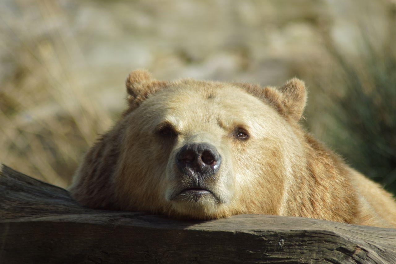 a detailed close up of a grizzly bear resting its head on a log showca