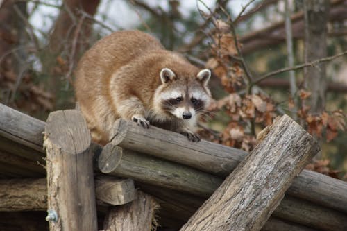 Free Brown Racoon on the Wood Logs Stock Photo