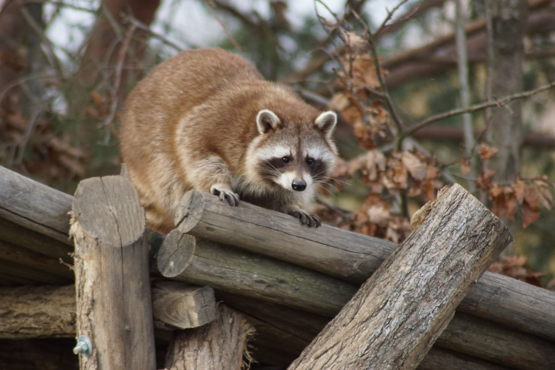 A curious raccoon perched on logs in a forest setting, showcasing its natural habitat.