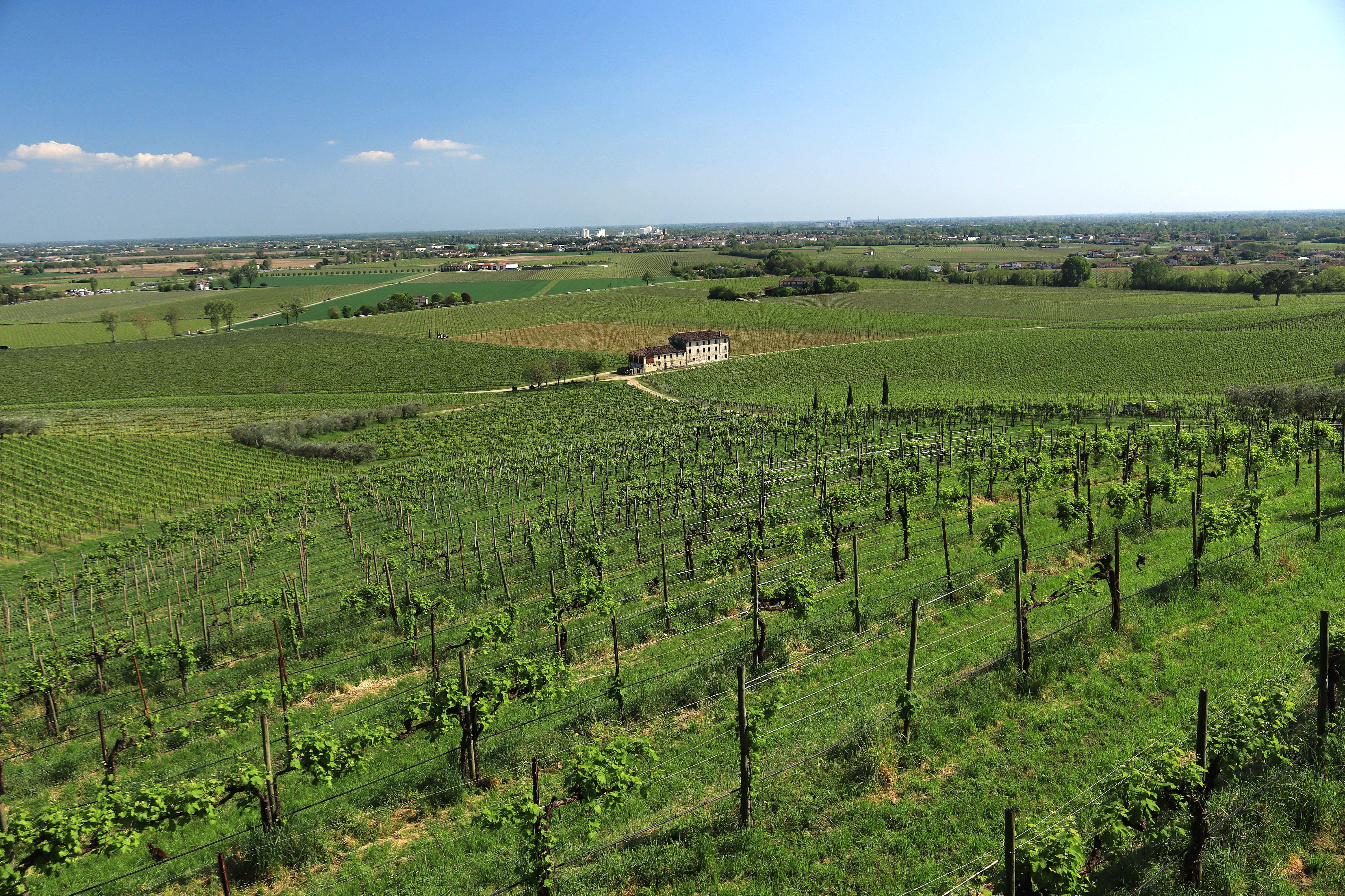 Vineyard rows in the Prosecco hills