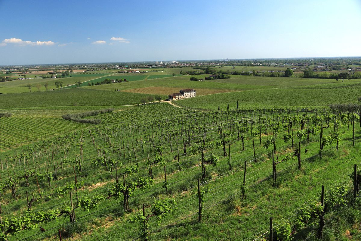Expansive green vineyard under a blue sky with a distant farmhouse