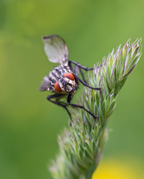 Mucha Siedzący Na Kwiacie W Fotografii Z Bliska