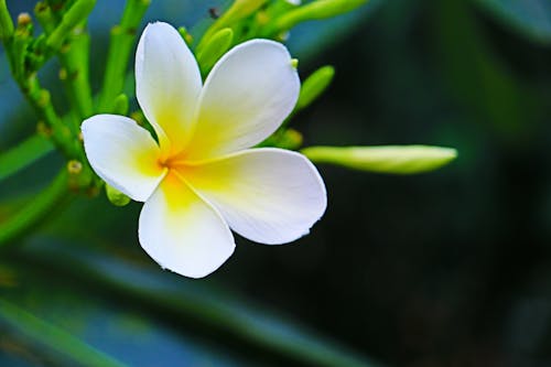 Free stock photo of araliya, flower, green