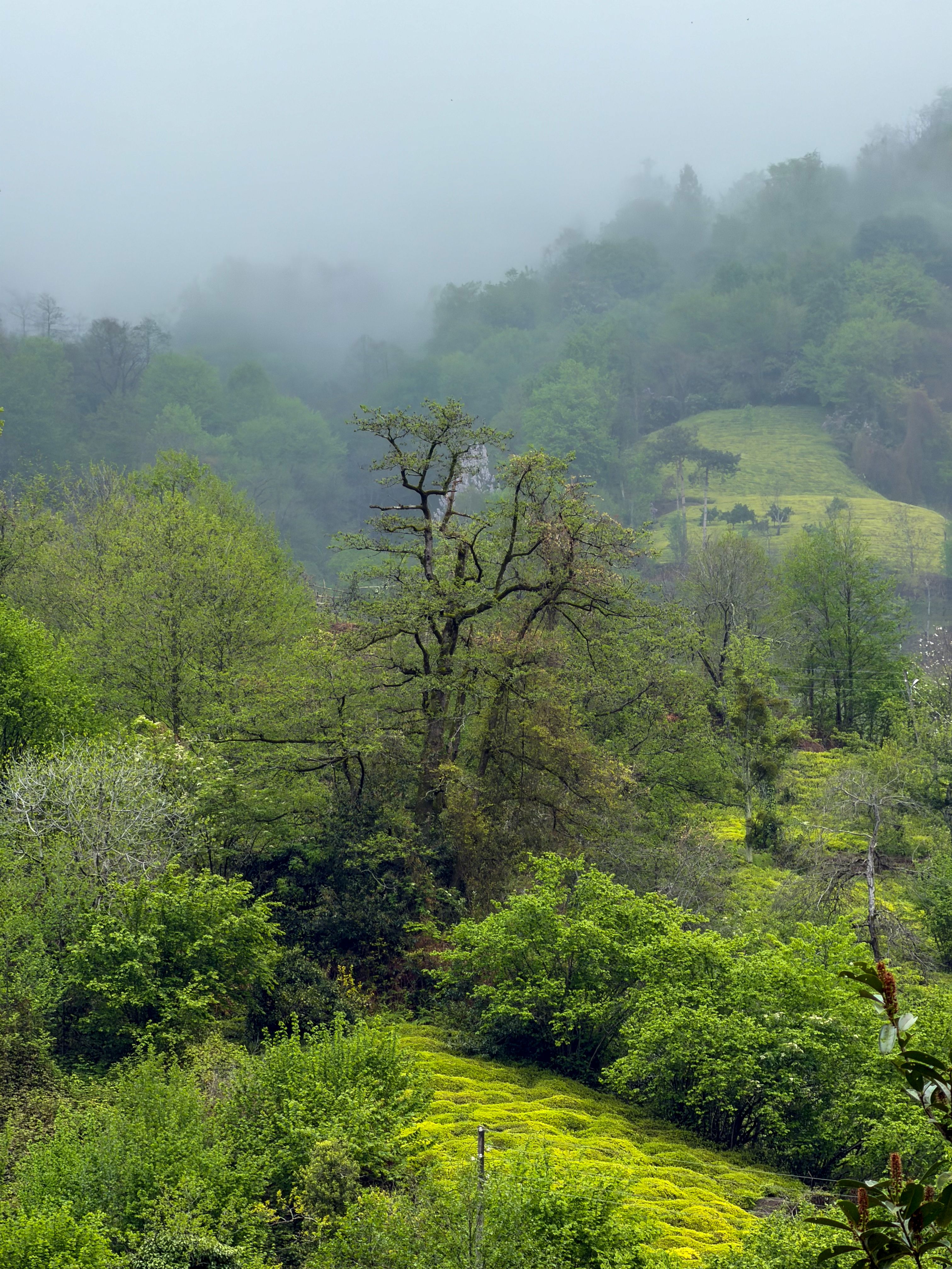 A serene misty forest scene with lush green foliage and dense fog, creating a tranquil atmosphere.