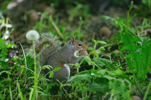 A squirrel holding a nut amidst vibrant foliage, showcasing natural wildlife behavior.