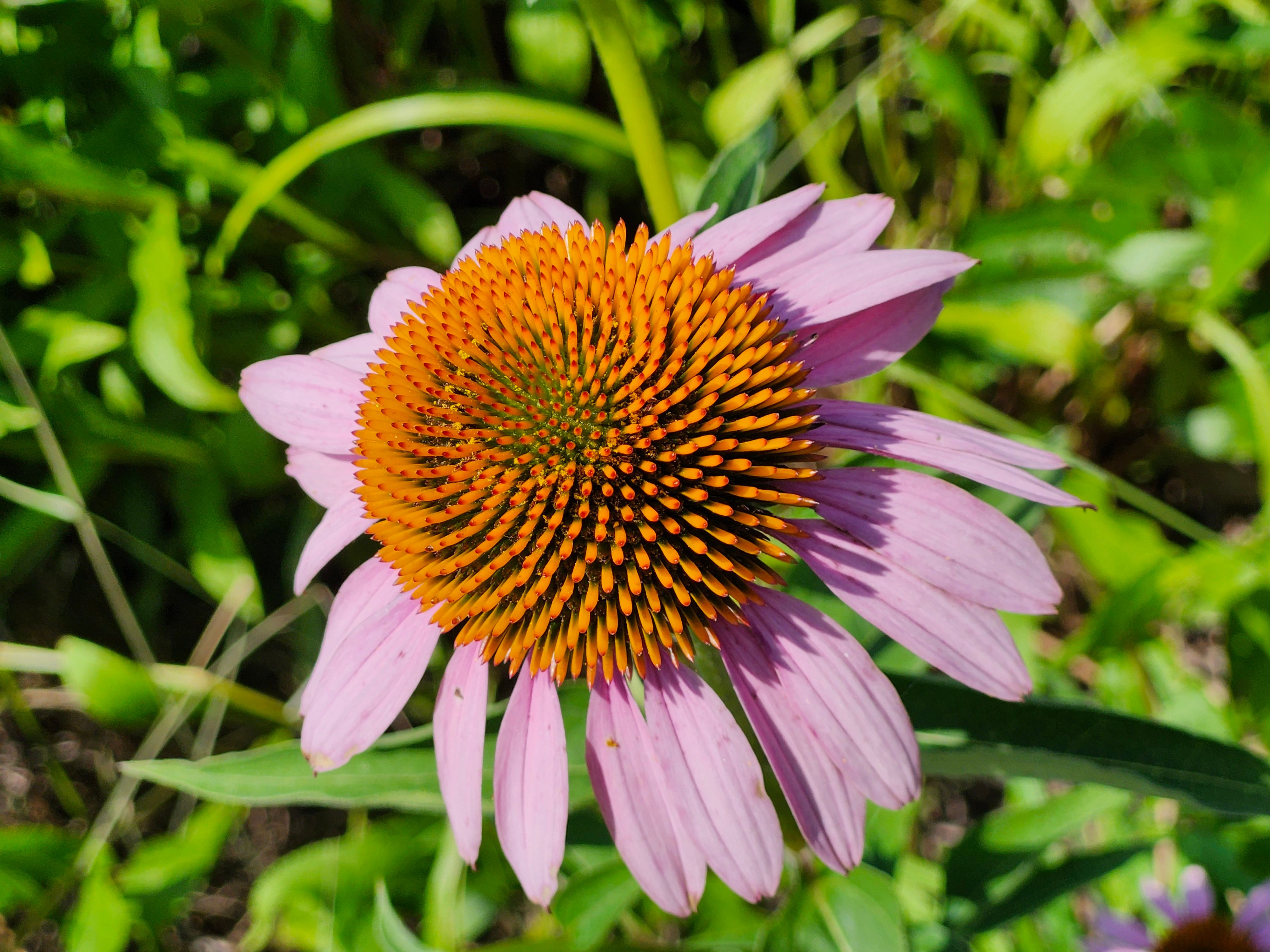 Echinacea Purpurea Root: The Ancient Immune Ally Rooted in Herbal Wisdom