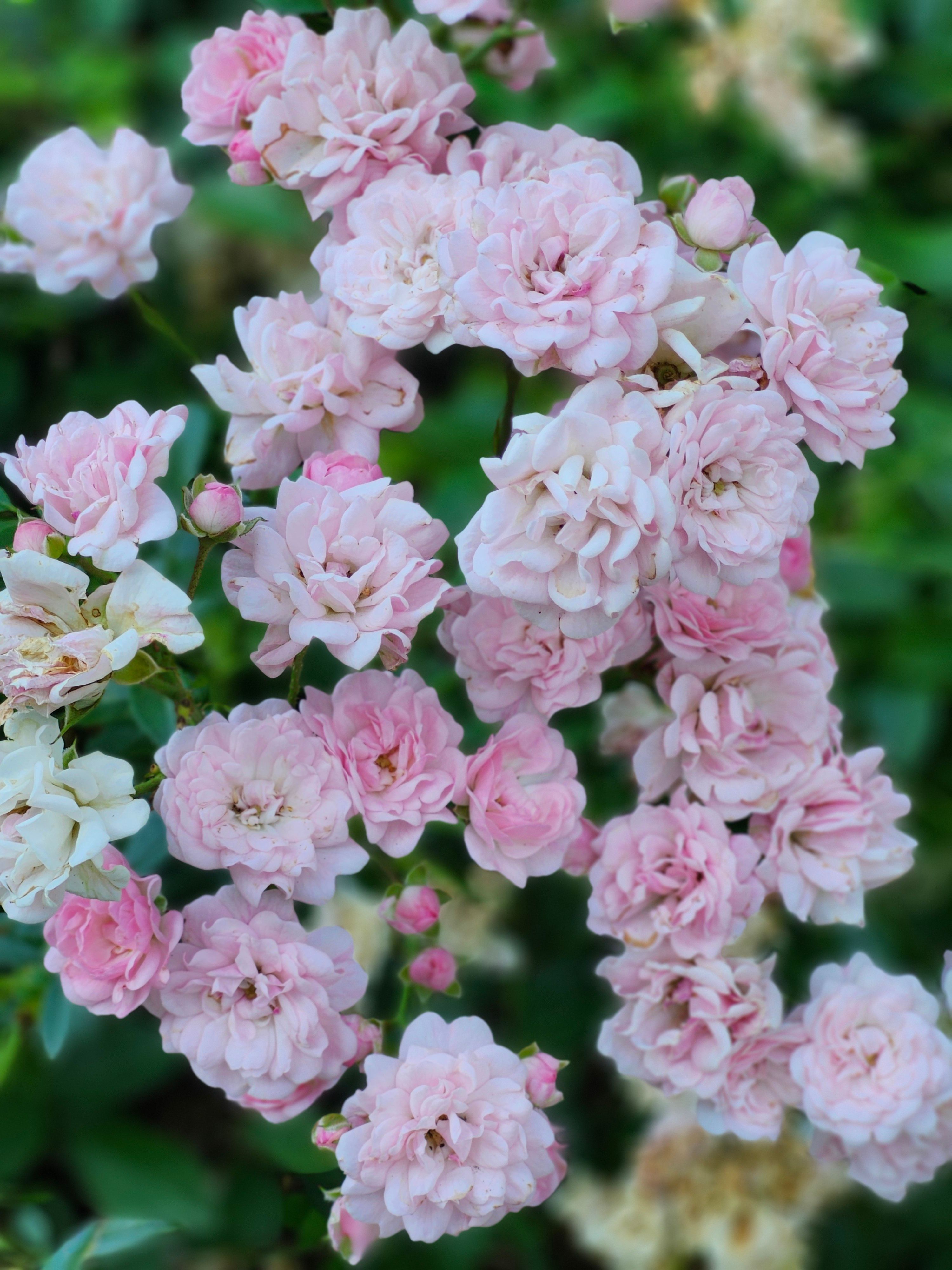 [ColoSach]-lush-cluster-of-pink-roses-in-bloom,-captured-outdoors-in-a-toronto-garden.