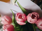 Close Up of Pink Tulips