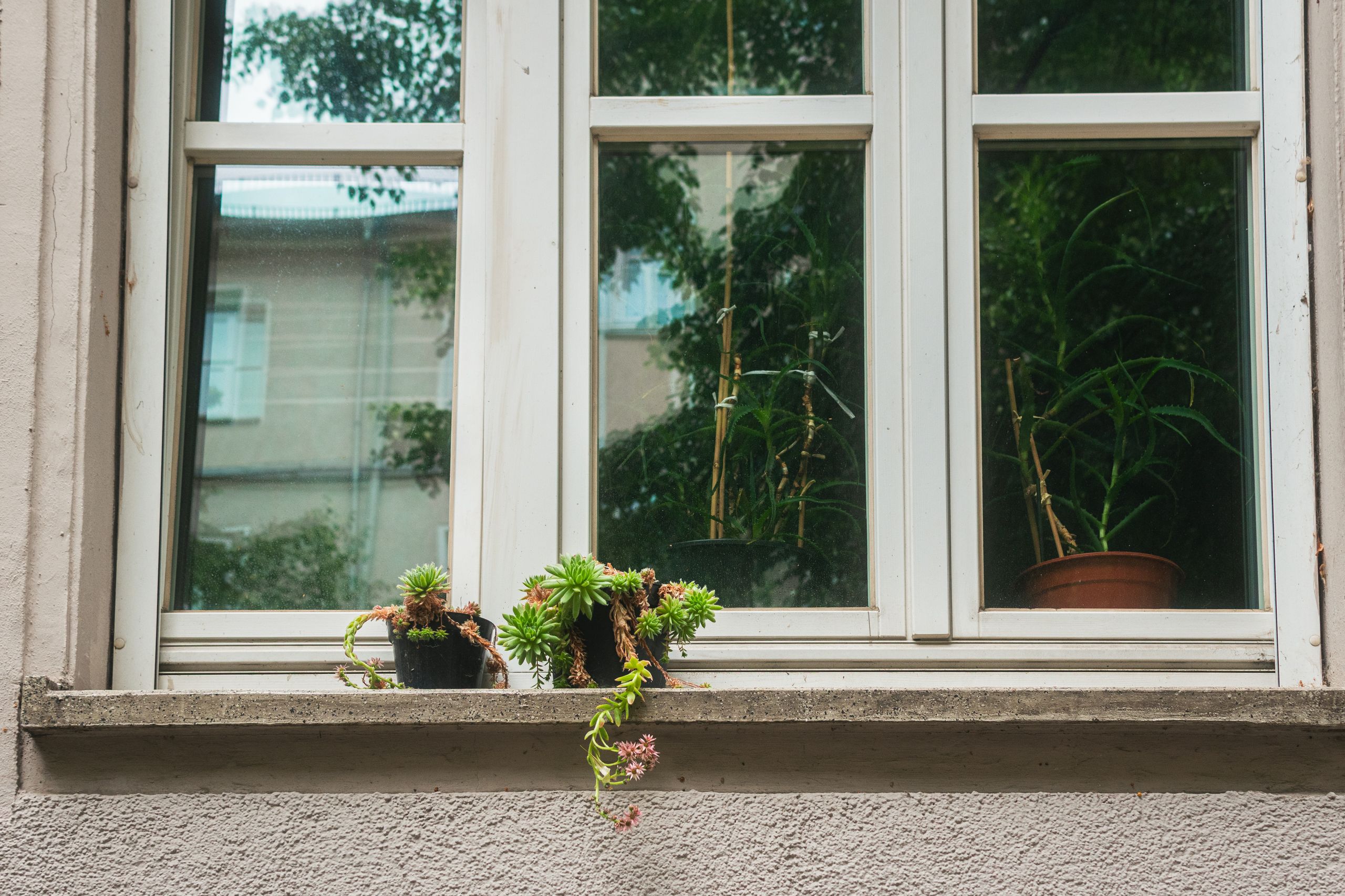 Close-up of potted succulents on an outdoor window ledge reflecting a cozy home interior.