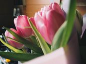 Close Up of Pink Tulips