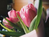 Pink Tulips In Close Up Photography