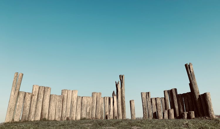 Collection Of Cut Tree Trunks In Field Under Blue Sky