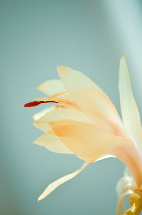 Closeup of blooming pale orange flower with red pestle and tender spiky petals growing near wall at home