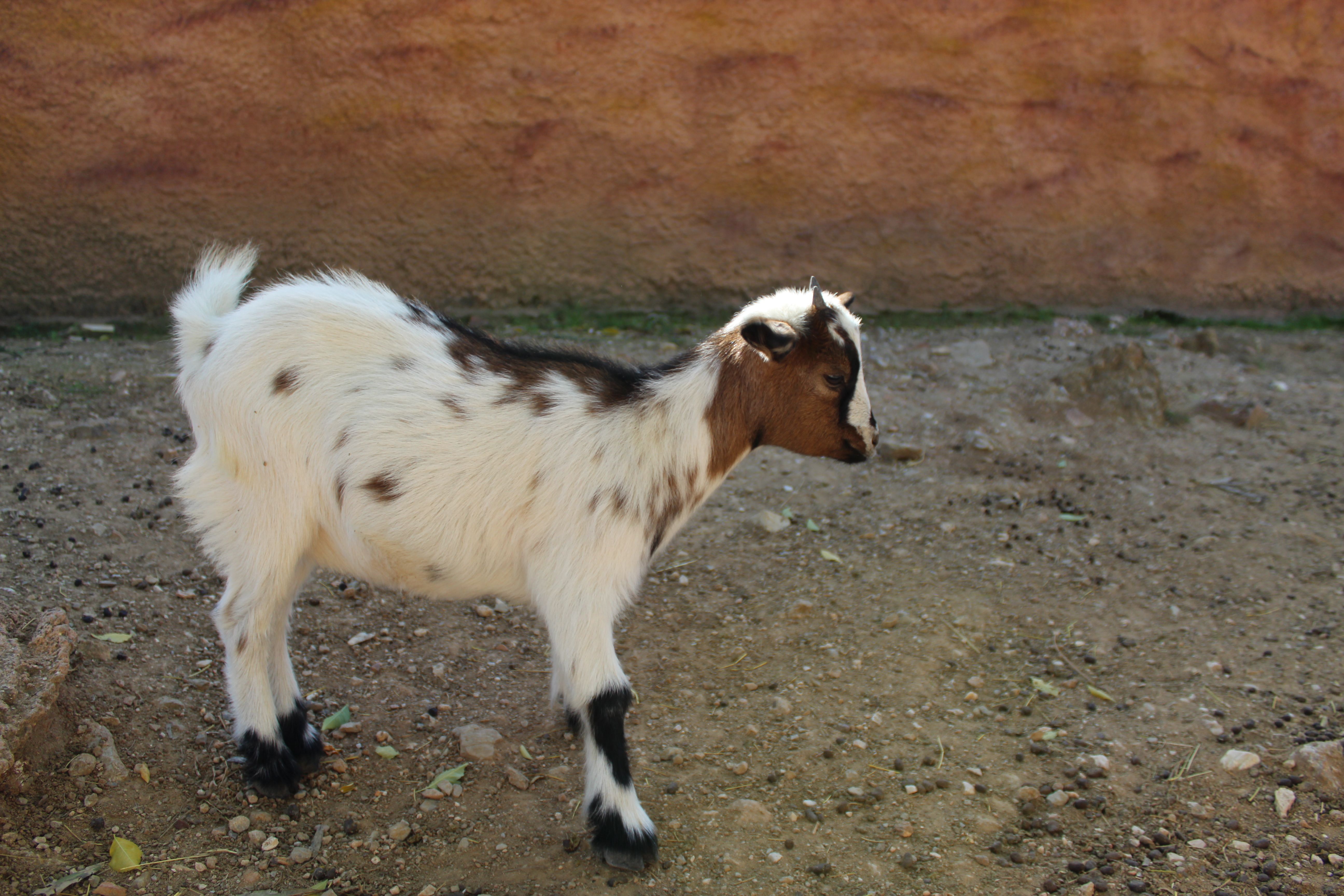 Green Meadows Petting Farm