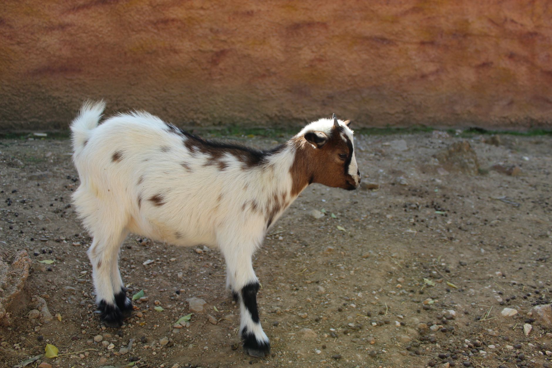 Green Meadows Petting Farm