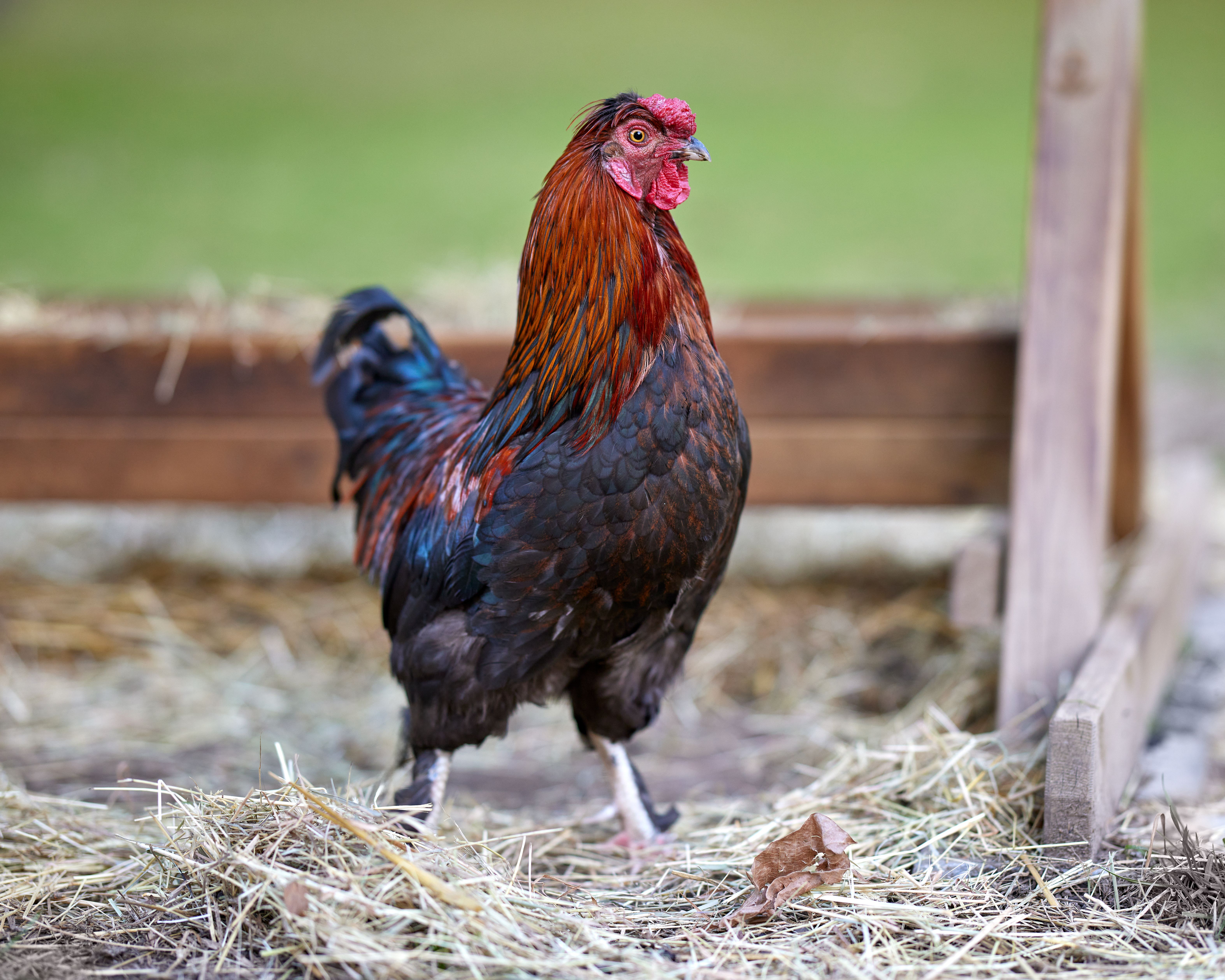 A rooster standing inside a traditional Southeast Asian fighting ring, tense atmosphere and spectators blurred behind