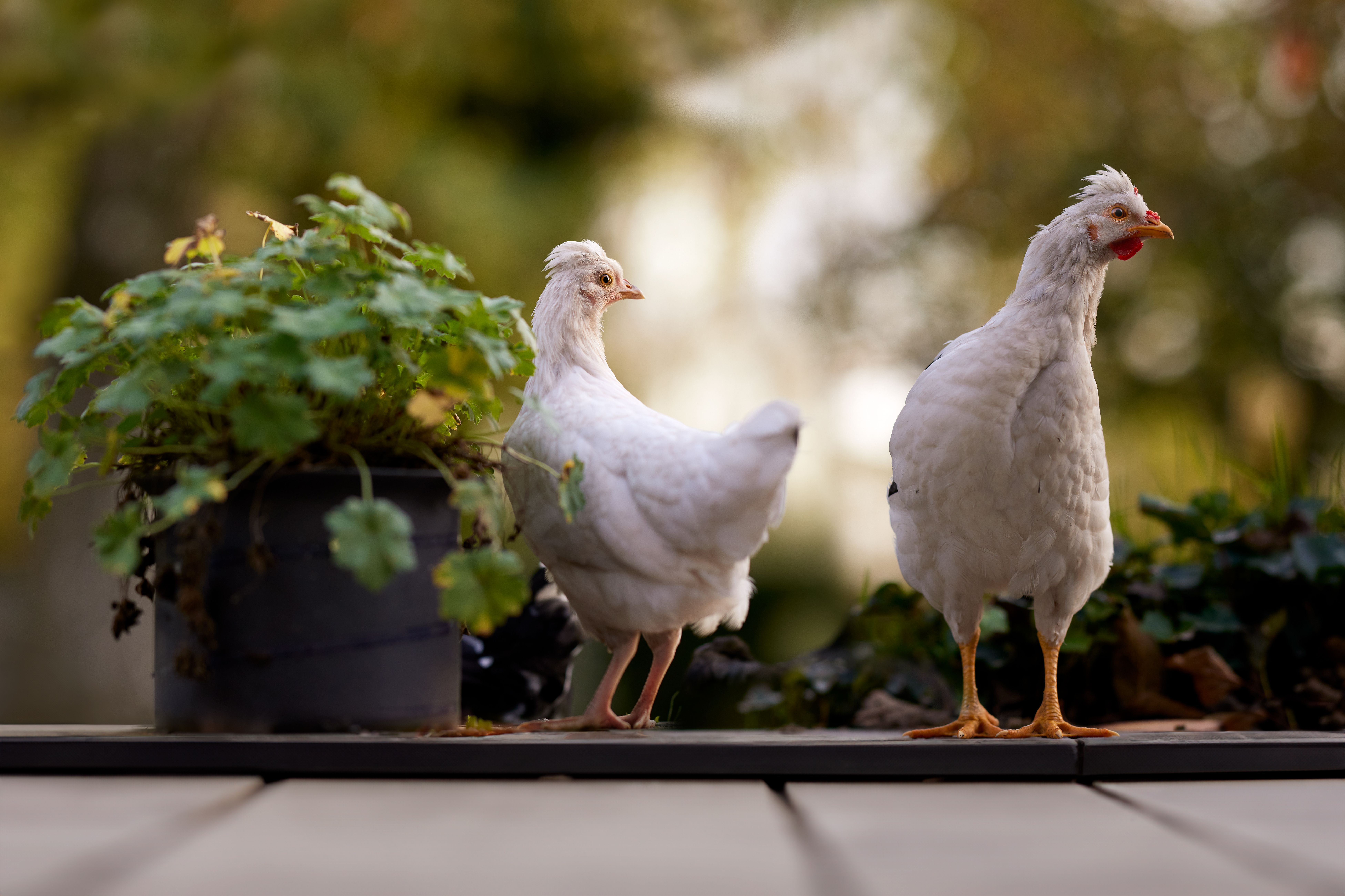Backyard Chickens