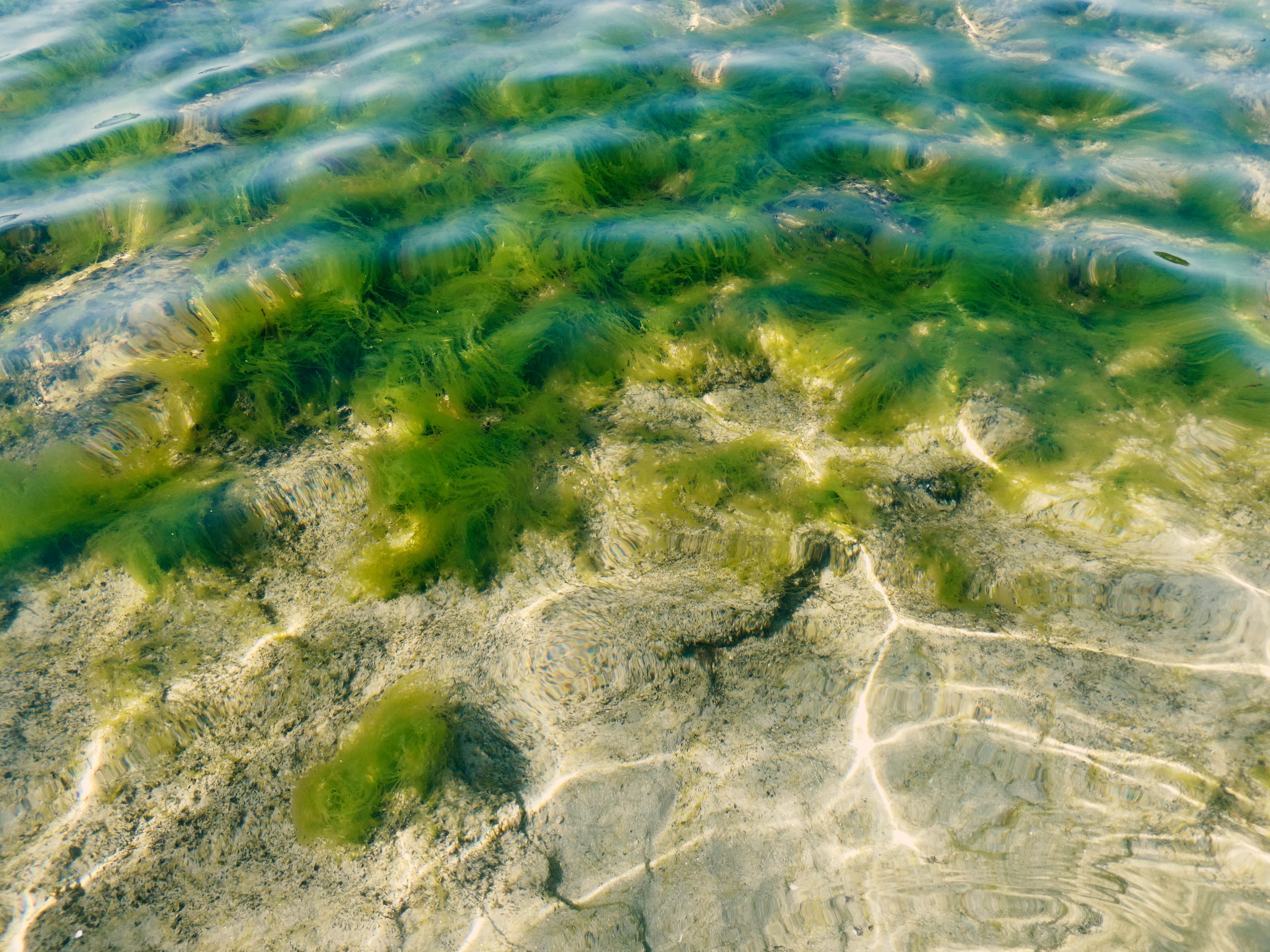 Marine heatwaves may trigger toxic seagrass-microbe relationship
