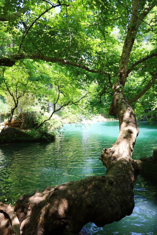 Free Lush green foliage over a tranquil turquoise river in Eskişehir, perfect for relaxation. Stock Photo